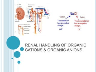 RENAL HANDLING OF ORGANIC
CATIONS & ORGANIC ANIONS
 