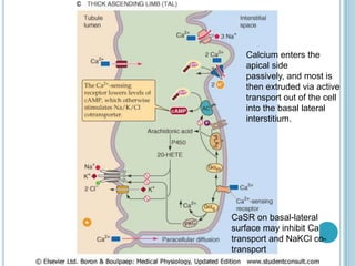 CaSR on basal-lateral
surface may inhibit Ca
transport and NaKCl co-
transport
Calcium enters the
apical side
passively, and most is
then extruded via active
transport out of the cell
into the basal lateral
interstitium.
 