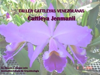 TALLER CATTLEYAS VENEZOLANAS Cattleya Jenmanii Dr. Ricardo J. Peraza León Asociación Zuliana de Orquideología 