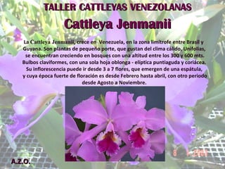 TALLER CATTLEYAS VENEZOLANAS Cattleya Jenmanii A.Z.O. La  Cattleya Jenmanii , crece en  Venezuela, en la zona limítrofe entre Brasil y  Guyana. Son plantas de pequeño porte, que gustan del clima cálido, Unifolias, se encuentran creciendo en bosques con una altitud entre los 300 y 600 mts. Bulbos claviformes, con una sola hoja oblonga - elíptica puntiaguda y coriácea. Su inflorescencia puede ir desde 3 a 7 flores, que emergen de una espátula, y cuya época fuerte de floración es desde Febrero hasta abril, con otro periodo desde Agosto a Noviembre. 
