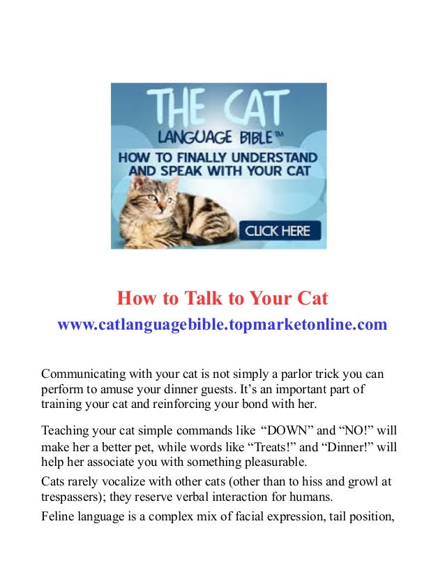 How to Talk to Your Cat