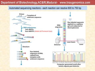 Automated sequencing reactions - each reaction can resolve 600 to 750 bp
(labeled with fluorescent dyes)
Department of Biotechnology,AC&RI,Madurai- www.tnaugenomics.com
 