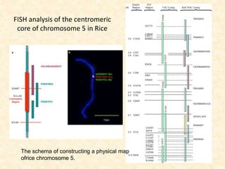 FISH analysis of the centromeric
core of chromosome 5 in Rice
The schema of constructing a physical map
ofrice chromosome 5.
 