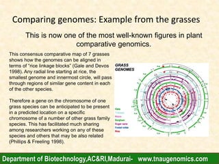 Comparing genomes: Example from the grasses
This is now one of the most well-known figures in plant
comparative genomics.
This consensus comparative map of 7 grasses
shows how the genomes can be aligned in
terms of “rice linkage blocks” (Gale and Devos
1998). Any radial line starting at rice, the
smallest genome and innermost circle, will pass
through regions of similar gene content in each
of the other species.
Therefore a gene on the chromosome of one
grass species can be anticipated to be present
in a predicted location on a specific
chromosome of a number of other grass family
species. This has facilitated much sharing
among researchers working on any of these
species and others that may be also related
(Phillips & Freeling 1998).
Department of Biotechnology,AC&RI,Madurai- www.tnaugenomics.com
 