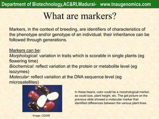 What are markers?
Markers, in the context of breeding, are identifiers of characteristics of
the phenotype and/or genotype of an individual; their inheritance can be
followed through generations.
Markers can be:
Morphological: variation in traits which is scorable in single plants (eg
flowering time)
Biochemical: reflect variation at the protein or metabolite level (eg
isozymes)
Molecular: reflect variation at the DNA sequence level (eg
microsatellites)
In these beans, color could be a morphological marker,
as could size, plant height, etc. The gel picture on the
previous slide showed a molecular marker that
identified differences between the various plant lines.
Image: CGIAR
Department of Biotechnology,AC&RI,Madurai- www.tnaugenomics.com
 