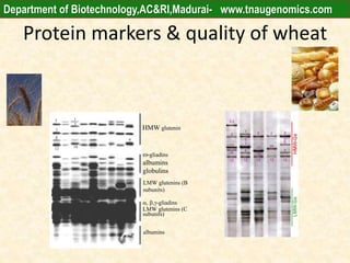 Protein markers & quality of wheat
12
7
8
12 10
5
9
HMW glutenin
-gliadins
albumins
globulins
LMW glutenins (B
subunits)
, ,-gliadins
LMW glutenins (C
subunits)
albumins
Department of Biotechnology,AC&RI,Madurai- www.tnaugenomics.com
 
