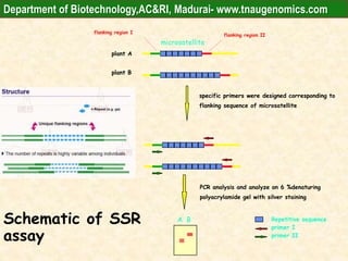 Repetitive sequence
primer I
primer II
plant A
plant B
microsatellite
plant A
plant B
flanking region II
flanking region I
specific primers were designed corresponding to
flanking sequence of microsatellite
PCR analysis and analyze on 6 %denaturing
polyacrylamide gel with silver staining
A BSchematic of SSR
assay
Department of Biotechnology,AC&RI, Madurai- www.tnaugenomics.com
 