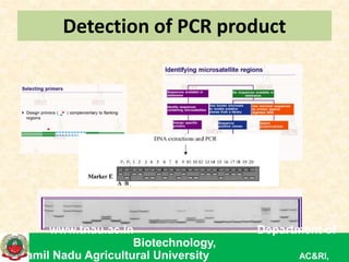 Detection of PCR product
www.tnau.ac.in Department of
Biotechnology,
Tamil Nadu Agricultural University AC&RI,
 
