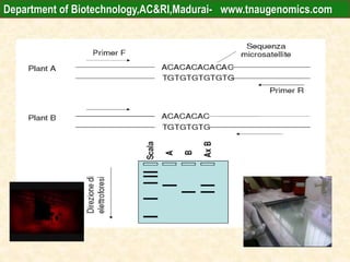 SSR
•
Department of Biotechnology,AC&RI,Madurai- www.tnaugenomics.com
 