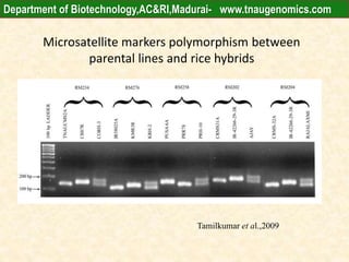 Microsatellite markers polymorphism between
parental lines and rice hybrids
Tamilkumar et al.,2009
Department of Biotechnology,AC&RI,Madurai- www.tnaugenomics.com
 