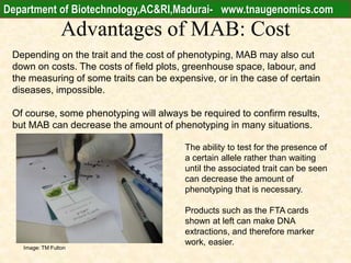 Advantages of MAB: Cost
Depending on the trait and the cost of phenotyping, MAB may also cut
down on costs. The costs of field plots, greenhouse space, labour, and
the measuring of some traits can be expensive, or in the case of certain
diseases, impossible.
Of course, some phenotyping will always be required to confirm results,
but MAB can decrease the amount of phenotyping in many situations.
The ability to test for the presence of
a certain allele rather than waiting
until the associated trait can be seen
can decrease the amount of
phenotyping that is necessary.
Products such as the FTA cards
shown at left can make DNA
extractions, and therefore marker
work, easier.
Image: TM Fulton
Department of Biotechnology,AC&RI,Madurai- www.tnaugenomics.com
 