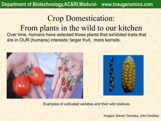 Crop Domestication:
From plants in the wild to our kitchen
Over time, humans have selected those plants that exhibited traits that
are in OUR (humans) interests: larger fruit, more kernels.
Examples of cultivated varieties and their wild relatives.
Images: Steven Tanksley, John Doebley
Department of Biotechnology,AC&RI,Madurai- www.tnaugenomics.com
 