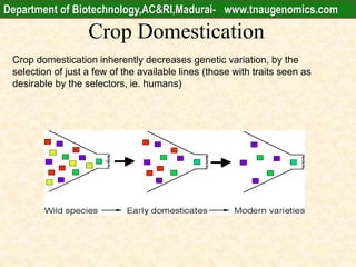 Crop Domestication
Crop domestication inherently decreases genetic variation, by the
selection of just a few of the available lines (those with traits seen as
desirable by the selectors, ie. humans)
Department of Biotechnology,AC&RI,Madurai- www.tnaugenomics.com
 