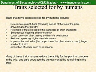 Traits selected for by humans
Traits that have been selected for by humans include:
• Determinate growth habit (flowering occurs at the top of the plant,
preventing further growth)
• Retention of mature seed on the plant (loss of grain shattering)
• Synchronous ripening, shorter maturity
• Lower content of bitter tasting and harmful compounds
• Reduced sprouting, higher seed dormancy
• improved harvest index (the proportion of the plant which is used); larger
seed or fruit size
• elimination of seeds, such as in banana
Many of these trait changes reduce the ability for the plant to compete
in the wild, and also decrease the genetic variability remaining in the
crop.
Department of Biotechnology,AC&RI,Madurai- www.tnaugenomics.com
 