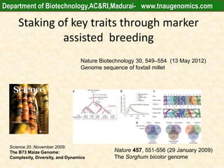 Science 20 :November 2009:
The B73 Maize Genome:
Complexity, Diversity, and Dynamics
Nature 457, 551-556 (29 January 2009)
The Sorghum bicolor genome
Nature Biotechnology 30, 549–554 (13 May 2012)
Genome sequence of foxtail millet
Staking of key traits through marker
assisted breeding
Department of Biotechnology,AC&RI,Madurai- www.tnaugenomics.com
 