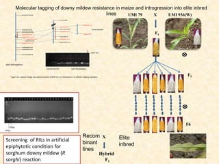 UMI 79 UMI 936(W)X
F1
F2
F6
Molecular tagging of downy mildew resistance in maize and introgression into elite inbred
lines
phi053(21.3)
bnlg420(0)
dup23(80.4)
bnlg1185(141.7)
umc1223(53.8)
umc1594(0)
bnlg420(61.2)
bnlg197(111.4)
phi053(45.7)
umc1594(828.9)
phi088(596.49)
phi046(605.44)
bnlg197(511.5)
bnlg420(318.4)
phi073(344)
bnlg1035(313.4)
phi053(297.9)
umc1223(234.4)
phi029(168.08)
phi099(159.0)
phi104127(38.0)
IBM2 2008 neighbors2
24 recombinant
Nair et al.,2005 Kashmiri ,2010
Figure 12 a. Genetic linkage map showing location of SDM QTL on chromosome 3 on different mapping population
CM139 XNAI116 UMI 79XUMI936(w)
- SDM QTL
Screening of RILs in artificial
epiphytotic condition for
sorghum downy mildew (P.
sorghi) reaction
Recom
binant
lines
X Elite
inbred
Hybrid
F1
 
