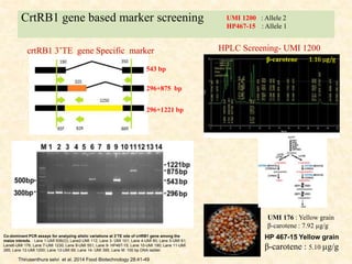 CrtRB1 gene based marker screening
HPLC Screening- UMI 1200
β-carotene 1.16 µg/g
UMI 1200 : Allele 2
HP467-15 : Allele 1
UMI 176 : Yellow grain
β-carotene : 7.92 µg/g
crtRB1 3’TE gene Specific marker
296+875 bp
296+1221 bp
543 bp
HP 467-15 Yellow grain
β-carotene : 5.10 µg/g
Co-dominant PCR assays for analyzing allelic variations at 3’TE site of crtRB1 gene among the
maize inbreds. : Lane 1-UMI 936(O); Lane2-UMI 112; Lane 3- UMI 101; Lane 4-UMI 80; Lane 5-UMI 61;
Lane6-UMI 176; Lane 7-UMI 1230; Lane 8-UMI 551; Lane 9- HP467-15; Lane 10-UMI 190; Lane 11-UMI
285; Lane 12-UMI 1200; Lane 13-UMI 69; Lane 14- UMI 395, Lane M: 100 bp DNA ladder.
Thirusenthura selvi et al. 2014 Food Biotechnology 28:41-49
 
