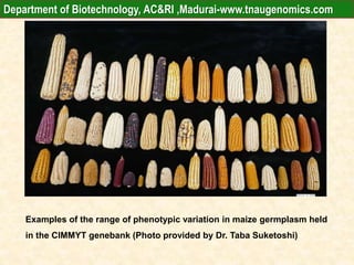 Examples of the range of phenotypic variation in maize germplasm held
in the CIMMYT genebank (Photo provided by Dr. Taba Suketoshi)
Department of Biotechnology, AC&RI ,Madurai-www.tnaugenomics.com
 