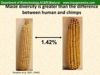 Maize diversity is greater than the difference
between human and chimps
Tenallion et al, 2001, PNAS
1.42%
Department of Biotechnology,AC&RI,Madurai- www.tnaugenomics.com
 
