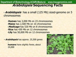 Arabidopsis Sequencing Facts
• Arabidopsis has a small (125 Mb) sized-genome on 5
chromosomes
-Human has 3,000 Mb on 23 chromosomes
-Maize has 2,500 Mb on 10 chromosomes
-Medicago has 520 Mb on 8 chromosomes
-Rice has 430 Mb on 12 chromosomes
-Lily has 50,000 Mb on 12 chromosomes
• Arabidopsis has approx. 25,500 genes
-
humans have slightly fewer, about
24,000
Department of Biotechnology,AC&RI,Madurai- www.tnaugenomics.com
 