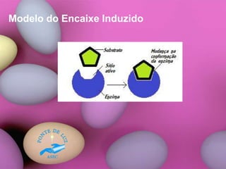 Modelo do Encaixe Induzido
 