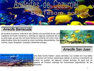 31/01/2017 16
Arrecife Barracuda
Se localiza al extremo norte de la isla. Debido a la severidad de las condiciones la
Capitanía de Puerto monitorea y restringe en algunas ocasiones las inmersiones
en éste lugar, ya que aún con buen tiempo la corriente va a dos o tres nudos y en
determinados sitios de la pared se crean corrientes descendentes. Hay tiburones
nodriza, rayas, langostas, cangrejos, bastantes tortugas.
Arrecife San Juan
Profundidad: 45’ - 110’
Hay campos de coral dedo donde habitan peces damisela. Los corales son muy bellos
con esponjas barril enormes con formas caprichosas debido al continuo movimiento de
las corrientes. También se pueden ver algunos corales lechuga. Al igual que en
Barracuda, la Capitanía de Puertos restringe las inmersiones dependiendo de las
condiciones prevalecientes.
Profundidad: 40’ - 80’
 