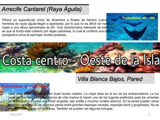 31/01/2017 17
Arrecife Cantarel (Raya Águila)
Ofrece un espectáculo único de diciembre a finales de febrero cuando las
hembras de rayas águila llegan a aparearse, por lo que no es difícil ver hasta 20
rayas a una altura aproximada de 80’. Una característica relevante de este sitio
es que el fondo está cubierto por algas calcáreas, lo cual le confiere una belleza
paisajística única al asemejar verdes praderas.
Profundidad: 40’ - 100’
Villa Blanca Bajos, Pared
Ideal para todos los niveles, un buen buceo costero. La mejor área es al sur de los embarcaderos. La luz
junto con los corales y abundancia de vida marina lo hacen uno de los lugares preferidos para los amantes
de la fotografía. Puedes encontrar anguilas, pez ardilla y muchos corales abanico. En la pared pueden verse
grandes cardúmenes de diversos peces entre grandes esponjas canasta, esponjas barril y gorgónidos. No es
raro ver rayas águila en esta área. También se pueden ver algunas tortugas.
Profundidad: 35’ - 50’ Bajos/
 