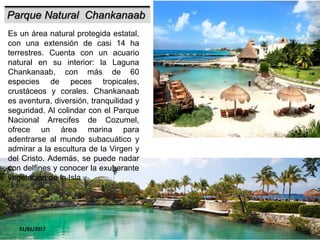 31/01/2017 22
Parque Natural Chankanaab
Es un área natural protegida estatal,
con una extensión de casi 14 ha
terrestres. Cuenta con un acuario
natural en su interior: la Laguna
Chankanaab, con más de 60
especies de peces tropicales,
crustáceos y corales. Chankanaab
es aventura, diversión, tranquilidad y
seguridad. Al colindar con el Parque
Nacional Arrecifes de Cozumel,
ofrece un área marina para
adentrarse al mundo subacuático y
admirar a la escultura de la Virgen y
del Cristo. Además, se puede nadar
con delfines y conocer la exuberante
vegetación de la Isla
 