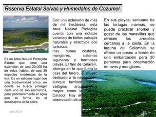 31/01/2017 23
Reserva Estatal Selvas y Humedales de Cozumel
Es un Área Natural Protegida
Estatal que tiene una
extensión de casi 20,000 ha
de selva, hábitat de casi 30
especies endémicas de la
isla. Es un valiosos lugar con
una biodiversidad única, en
donde se busca proteger
cada uno de sus elementos,
pero prioritariamente el agua
que se forma en el
ecosistema de la selva.
Con una extensión de más
de mil hectáreas, esta
Área Natural Protegida
cuenta con una notable
variedad de bellos paisajes
naturales y atractivos eco
turísticos.
Hay dunas costeras,
manglares, sistemas
lagunares y hermosas
playas. El faro de Celarain,
alberga en lo que fuera la
casa del farero, el museo
dedicado a la navegación,
aunque también exhibe
vestigios arqueológicos
mayas como la Tumba
Caracol. Hay áreas para
observación de cocodrilos.
En sus playas, santuario de
las tortugas marinas, se
puede practicar snorkel y
gozar de las maravillas que
ofrecen los arrecifes
cercanos a la costa. En la
laguna de Colombia se
ofrece un paseo a bordo de
una embarcación para 30
personas para observación
de aves y manglares.
 