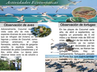31/01/2017 24
Observación de aves
Adicionalmente, Cozumel recibe la
visita cada año de más de 80
especies diversas de aves migratorias
que se refugian del invierno en las
lagunas y costas de Cozumel, como:
colirrojo americano, el chipe
flameante, cebrita, chipe de garganta
amarilla, la espátula rosada, la
diversidad de patos Canadienses y el
Ibis, entre otras. La época para
observar éstas aves va de octubre a
marzo.
Observación de tortugas
En las playas de Cozumel cada
año, de abril a septiembre, se
registra un promedio de 5 mil
nidos y se liberan más de 500 mil
crías. Alrededor de las siete de la
noche, cuando ya no corren
peligro de ser devoradas por las
aves depredadoras, se liberan las
tortugas bebés. Hay un
Campamento Tortuguero ubicado
en Punta Sur, que realiza también
trabajos de monitoreo,
conservación y protección de las
tortugas marinas.
 