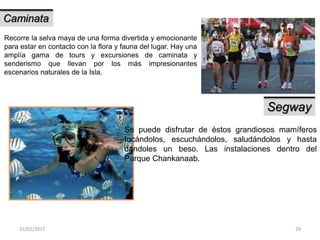 31/01/2017 29
Caminata
Recorre la selva maya de una forma divertida y emocionante
para estar en contacto con la flora y fauna del lugar. Hay una
amplía gama de tours y excursiones de caminata y
senderismo que llevan por los más impresionantes
escenarios naturales de la Isla.
Segway
Se puede disfrutar de éstos grandiosos mamíferos
tocándolos, escuchándolos, saludándolos y hasta
dándoles un beso. Las instalaciones dentro del
Parque Chankanaab.
 