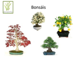 Bonsáis 
 