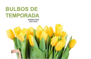 BULBOS DE
TEMPORADA
 