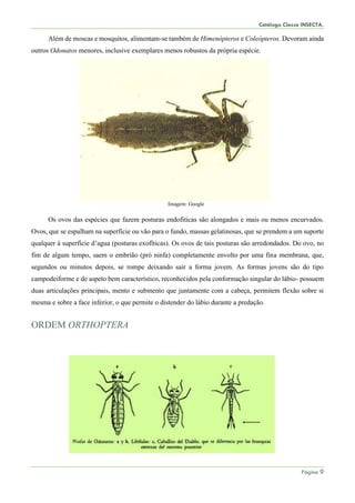Catálogo Classe INSECTA.
Página 9
Além de moscas e mosquitos, alimentam-se também de Himenópteros e Coleópteros. Devoram ainda
outros Odonatos menores, inclusive exemplares menos robustos da própria espécie.
Imagem: Google
Os ovos das espécies que fazem posturas endofiticas são alongados e mais ou menos encurvados.
Ovos, que se espalham na superfície ou vão para o fundo, massas gelatinosas, que se prendem a um suporte
qualquer à superfície d’agua (posturas exofíticas). Os ovos de tais posturas são arredondados. Do ovo, no
fim de algum tempo, saem o embrião (pró ninfa) completamente envolto por uma fina membrana, que,
segundos ou minutos depois, se rompe deixando sair a forma jovem. As formas jovens são do tipo
campodeiforme e de aspeto bem característico, reconhecidos pela conformação singular do lábio- possuem
duas articulações principais, mento e submento que juntamente com a cabeça, permitem flexão sobre si
mesma e sobre a face inferior, o que permite o distender do lábio durante a predação.
ORDEM ORTHOPTERA
 