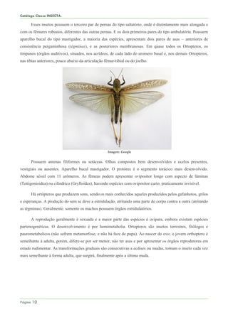 Catálogo Classe INSECTA.
Página 10
Esses insetos possuem o terceiro par de pernas do tipo saltatório, onde é distintamente mais alongada e
com os fêmures robustos, diferentes das outras pernas. E os dois primeiros pares do tipo ambulatória. Possuem
aparelho bucal do tipo mastigador, a maioria das espécies, apresentam dois pares de asas – anteriores de
consistência pergaminhosa (tégminas), e as posteriores membranosas. Em quase todos os Ortopteros, os
tímpanos (órgãos auditivos), situados, nos acrídeos, de cada lado do uromero basal e, nos demais Ortopteros,
nas tíbias anteriores, pouco abaixo da articulação fêmur-tibial ou do joelho.
Imagem: Google
Possuem antenas filiformes ou setáceas. Olhos compostos bem desenvolvidos e ocelos presentes,
vestigiais ou ausentes. Aparelho bucal mastigador. O protórax é o segmento torácico mais desenvolvido.
Abdome séssil com 11 urômeros. As fêmeas podem apresentar ovipositor longo com aspecto de lâminas
(Tettigonioidea) ou cilíndrico (Grylloidea), havendo espécies com ovipositor curto, praticamente invisível.
Há ortópteros que produzem sons, sendo os mais conhecidos aqueles produzidos pelos gafanhotos, grilos
e esperanças. A produção do sem se deve a estridulação, atritando uma parte do corpo contra a outra (atritando
as tégminas). Geralmente, somente os machos possuem órgãos estridulatórios.
A reprodução geralmente é sexuada e a maior parte das espécies é ovípara, embora existam espécies
partenogenéticas. O desenvolvimento é por hemimetabolia. Ortopteros são insetos terrestres, fitólogos e
paurometabolicos (não sofrem metamorfose, e não há faze de pupa). Ao nascer do ovo; o jovem orthoptero é
semelhante à adulta, porém, difere-se por ser menor, não ter asas e por apresentar os órgãos reprodutores em
estado rudimentar. As transformações graduais são consecutivas a ecdises ou mudas, tornam o inseto cada vez
mais semelhante à forma adulta, que surgirá, finalmente após a última muda.
 
