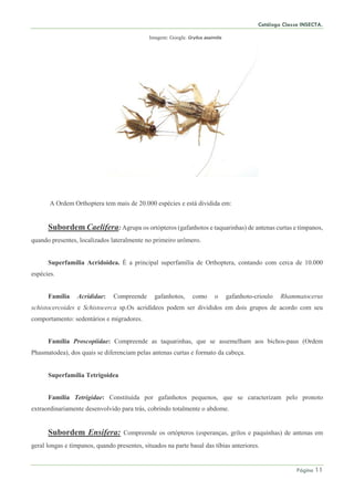Catálogo Classe INSECTA.
Página 11
Imagem: Google. Gryllus assimilis
A Ordem Orthoptera tem mais de 20.000 espécies e está dividida em:
Subordem Caelifera: Agrupa os ortópteros (gafanhotos e taquarinhas) de antenas curtas e tímpanos,
quando presentes, localizados lateralmente no primeiro urômero.
Superfamília Acridoidea. É a principal superfamília de Orthoptera, contando com cerca de 10.000
espécies.
Família Acrididae: Compreende gafanhotos, como o gafanhoto-crioulo Rhammatocerus
schistocercoides e Schistocerca sp.Os acridídeos podem ser divididos em dois grupos de acordo com seu
comportamento: sedentários e migradores.
Família Proscopiidae: Compreende as taquarinhas, que se assemelham aos bichos-paus (Ordem
Phasmatodea), dos quais se diferenciam pelas antenas curtas e formato da cabeça.
Superfamília Tetrigoidea
Família Tetrigidae: Constituída por gafanhotos pequenos, que se caracterizam pelo pronoto
extraordinariamente desenvolvido para trás, cobrindo totalmente o abdome.
Subordem Ensifera: Compreende os ortópteros (esperanças, grilos e paquinhas) de antenas em
geral longas e tímpanos, quando presentes, situados na parte basal das tíbias anteriores.
 