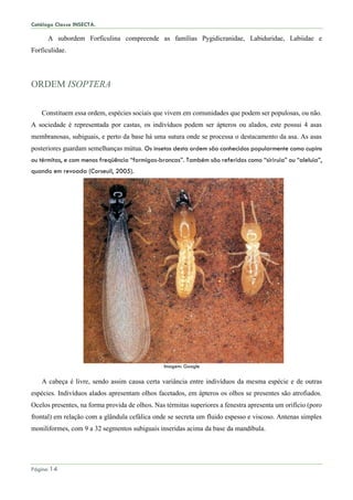 Catálogo Classe INSECTA.
Página 14
A subordem Forficulina compreende as famílias Pygidicranidae, Labiduridae, Labiidae e
Forficulidae.
ORDEM ISOPTERA
Constituem essa ordem, espécies sociais que vivem em comunidades que podem ser populosas, ou não.
A sociedade é representada por castas, os indivíduos podem ser ápteros ou alados, este possui 4 asas
membranosas, subiguais, e perto da base há uma sutura onde se processa o destacamento da asa. As asas
posteriores guardam semelhanças mútua. Os insetos desta ordem são conhecidos popularmente como cupins
ou térmitas, e com menos freqüência “formigas-brancas”. Também são referidos como “siriruia” ou “aleluia”,
quando em revoada (Corseuil, 2005).
Imagem: Google
A cabeça é livre, sendo assim causa certa variância entre indivíduos da mesma espécie e de outras
espécies. Indivíduos alados apresentam olhos facetados, em ápteros os olhos se presentes são atrofiados.
Ocelos presentes, na forma provida de olhos. Nas térmitas superiores a fenestra apresenta um orifício (poro
frontal) em relação com a glândula cefálica onde se secreta um fluido espesso e viscoso. Antenas simples
moniliformes, com 9 a 32 segmentos subiguais inseridas acima da base da mandíbula.
 