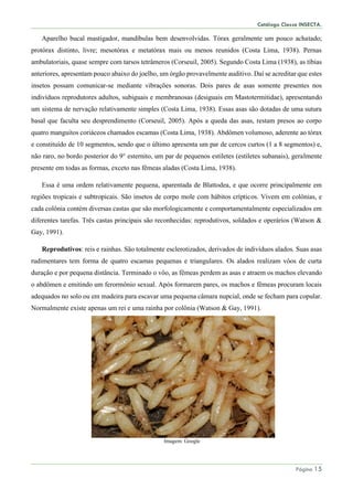 Catálogo Classe INSECTA.
Página 15
Aparelho bucal mastigador, mandíbulas bem desenvolvidas. Tórax geralmente um pouco achatado;
protórax distinto, livre; mesotórax e metatórax mais ou menos reunidos (Costa Lima, 1938). Pernas
ambulatoriais, quase sempre com tarsos tetrâmeros (Corseuil, 2005). Segundo Costa Lima (1938), as tíbias
anteriores, apresentam pouco abaixo do joelho, um órgão provavelmente auditivo. Daí se acreditar que estes
insetos possam comunicar-se mediante vibrações sonoras. Dois pares de asas somente presentes nos
indivíduos reprodutores adultos, subiguais e membranosas (desiguais em Mastotermitidae), apresentando
um sistema de nervação relativamente simples (Costa Lima, 1938). Essas asas são dotadas de uma sutura
basal que faculta seu desprendimento (Corseuil, 2005). Após a queda das asas, restam presos ao corpo
quatro manguitos coriáceos chamados escamas (Costa Lima, 1938). Abdômen volumoso, aderente ao tórax
e constituído de 10 segmentos, sendo que o último apresenta um par de cercos curtos (1 a 8 segmentos) e,
não raro, no bordo posterior do 9° esternito, um par de pequenos estiletes (estiletes subanais), geralmente
presente em todas as formas, exceto nas fêmeas aladas (Costa Lima, 1938).
Essa é uma ordem relativamente pequena, aparentada de Blattodea, e que ocorre principalmente em
regiões tropicais e subtropicais. São insetos de corpo mole com hábitos crípticos. Vivem em colônias, e
cada colônia contém diversas castas que são morfologicamente e comportamentalmente especializados em
diferentes tarefas. Três castas principais são reconhecidas: reprodutivos, soldados e operários (Watson &
Gay, 1991).
Reprodutivos: reis e rainhas. São totalmente esclerotizados, derivados de indivíduos alados. Suas asas
rudimentares tem forma de quatro escamas pequenas e triangulares. Os alados realizam vôos de curta
duração e por pequena distância. Terminado o vôo, as fêmeas perdem as asas e atraem os machos elevando
o abdômen e emitindo um ferormônio sexual. Após formarem pares, os machos e fêmeas procuram locais
adequados no solo ou em madeira para escavar uma pequena câmara nupcial, onde se fecham para copular.
Normalmente existe apenas um rei e uma rainha por colônia (Watson & Gay, 1991).
Imagem: Google
 