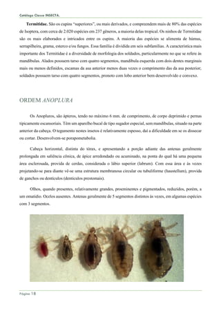Catálogo Classe INSECTA.
Página 18
Termitidae. São os cupins “superiores”, ou mais derivados, e compreendem mais de 80% das espécies
de Isoptera, com cerca de 2.020 espécies em 237 gêneros, a maioria delas tropical. Os ninhos de Termitidae
são os mais elaborados e intricados entre os cupins. A maioria das espécies se alimenta de húmus,
serrapilheira, grama, esterco e/ou fungos. Essa família é dividida em seis subfamílias. A característica mais
importante dos Termitidae é a diversidade de morfologia dos soldados, particularmente no que se refere às
mandíbulas. Alados possuem tarso com quatro segmentos, mandíbula esquerda com dois dentes marginais
mais ou menos definidos, escamas da asa anterior menos duas vezes o comprimento das da asa posterior;
soldados possuem tarso com quatro segmentos, pronoto com lobo anterior bem desenvolvido e convexo.
ORDEM ANOPLURA
Os Anopluros, são ápteros, tendo no máximo 6 mm. de comprimento, de corpo deprimido e pernas
tipicamente escansoriais. Têm um aparelho bucal de tipo sugador especial, sem mandíbulas, situado na parte
anterior da cabeça. O tegumento nestes insetos é relativamente espesso, daí a dificuldade em se os dissecar
ou cortar. Desenvolvem-se porapometabolia.
Cabeça horizontal, distinta do tórax, e apresentando a porção adiante das antenas geralmente
prolongada em saliência cônica, de ápice arredondado ou acuminado, na ponta do qual há uma pequena
área esclerosada, provida de cerdas, considerada o lábio superior (labrum). Com essa área e ás vezes
projetando-se para diante vê-se uma estrutura membranosa circular ou tubuliforme (haustellum), provida
de ganchos ou dentículos (denticulos prestomais).
Olhos, quando presentes, relativamente grandes, proeminentes e pigmentados, reduzidos, porém, a
um omatidio. Ocelos ausentes. Antenas geralmente de 5 segmentos distintos às vezes, em algumas espécies
com 3 segmentos.
 