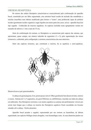 Catálogo Classe INSECTA.
Página 21
ORDEM HEMIPTERA
Os insetos das ordens Hemiptera caracterizam-se essencialmente pela conformação do aparelho
bucal, constituído por um lábio segmentado, esta estrutura bucal resulta da inclusão das mandíbulas e
maxilas (maxillae) num labium modificado para formar o "rostro", uma probóscide capaz de perfurar
tecidos (geralmente tecidos vegetais) e sugar líquidos (na maior parte dos casos, seiva) - aparelho bucal do
tipo sugador. Conhecidos de insectos sugadores. As espécies incluídas neste agrupamento variam em
tamanho de inferior a 1 mm a mais de 15 cm,
Alem da conformação do rostrum, os Hemipteros se caracterizam pelo aspecto das antenas, que
apresentam, quase sempre, um número reduzido de segmentos (3 a 5), pela segmentação dos tarsos
(trimeros) e, sobretudo, pela configuração e estrutura características das asas anteriores.
Alem das espécies terrestres, que constituem a maioria, há as aquáticas e semi-aquáticas.
Desenvolvem-se por paurometabolia.
A cabeça em geral pequena, livre, porem pouco móvel. Olhos geralmente bem desenvolvidos, inteiros
e sesseis. Antenas de 3 a 5 segmentos, em geral filiformes ou subfiliformes, inseridas aos lados da cabeça
em tubérculos. Nos Hemipteros terrestres e em muitos aquáticos as antenas são perfeitamente visíveis por
serem mais longas que a cabeça; na maioria dos Hemipteros aquáticos ficam escondidas em fossetas
situadas sob a cabeça. Ocelos presentes.
Aparelho bucal picador e sugador, representado por um rostrum ou haustellum, de labium
segmentado, nas espécies fitófagas émais alongado, e nas hematófagas curta. As asas dianteiras podem ser
 