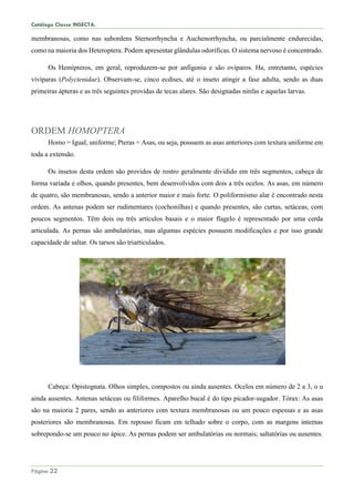 Catálogo Classe INSECTA.
Página 22
membranosas, como nas subordens Sternorrhyncha e Auchenorrhyncha, ou parcialmente endurecidas,
como na maioria dos Heteroptera. Podem apresentar glândulas odoríficas. O sistema nervoso é concentrado.
Os Hemípteros, em geral, reproduzem-se por anfigonia e são ovíparos. Ha, entretanto, espécies
vivíparas (Polyctenidae). Observam-se, cinco ecdises, até o inseto atingir a fase adulta, sendo as duas
primeiras ápteras e as três seguintes providas de tecas alares. São designadas ninfas e aquelas larvas.
ORDEM HOMOPTERA
Homo = Igual, uniforme; Pteras = Asas, ou seja, possuem as asas anteriores com textura uniforme em
toda a extensão.
Os insetos desta ordem são providos de rostro geralmente dividido em três segmentos, cabeça de
forma variada e olhos, quando presentes, bem desenvolvidos com dois a três ocelos. As asas, em número
de quatro, são membranosas, sendo a anterior maior e mais forte. O poliformismo alar é encontrado nesta
ordem. As antenas podem ser rudimentares (cochonilhas) e quando presentes, são curtas, setáceas, com
poucos segmentos. Têm dois ou três artículos basais e o maior flagelo é representado por uma cerda
articulada. As pernas são ambulatórias, mas algumas espécies possuem modificações e por isso grande
capacidade de saltar. Os tarsos são triarticulados.
Cabeça: Opistognata. Olhos simples, compostos ou ainda ausentes. Ocelos em número de 2 a 3, o u
ainda ausentes. Antenas setáceas ou filiformes. Aparelho bucal é do tipo picador-sugador. Tórax: As asas
são na maioria 2 pares, sendo as anteriores com textura membranosas ou um pouco espessas e as asas
posteriores são membranosas. Em repouso ficam em telhado sobre o corpo, com as margens internas
sobrepondo-se um pouco no ápice. As pernas podem ser ambulatórias ou normais; saltatórias ou ausentes.
 