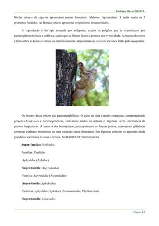 Catálogo Classe INSECTA.
Página 23
Ninfas móveis de cigarras apresentam pernas fossoriais. Abdome: Apresentam 11 anéis sendo os 3
primeiros fundidos. As fêmeas podem apresentar ovipositores desenvolvidos.
A reprodução é do tipo sexuada por anfigonia, exceto os pulgões que se reproduzem por
partenogênese telítoca e anfítoca, sendo que as fêmeas fazem a postura por oviparidade. A postura dos ovos
é feita sobre as folhas e ramos ou endofiticamente, depositando os ovos em incisões feitas pelo ovopositor.
Os insetos dessa ordem são paurometabólicos. O ciclo de vida é muito complexo, compreendendo
gerações bissexuais e partenogenéticas, indivíduos alados ou ápteros e, algumas vezes, alternância de
plantas hospedeiras. A maioria dos homópteros, principalmente as formas jovens, apresentam glândulas
ceríparas cutâneas produtoras de uma secreção cérea abundante. Em algumas espécies se encontra ainda
glândulas secretoras de seda e de laca. SUB-ORDEM: Sternorryncha
Super-família: Psylloidea
Famílias: Psyllidae
Aphydidae (Aphidae)
Super-família: Aleyrodoidea
Família: Aleyrodidae (Aleurodidae)
Super-famíla: Aphidoidea
Famílias: Aphydidae (Aphidae), Eriosomatidae, Phylloxeridae.
Super-família: Coccoidea
 