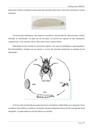 Catálogo Classe INSECTA.
Página 27
infuncional. O tórax é formado em maior parte pelo mesotórax (pró-tórax e meta tórax encontram-se muitos
reduzidos).
As asas do tipo membranoso, têm origem no mesotórax e são providas de várias nervuras e células,
utilizadas na classificação. As patas são em três pares, na maioria das espécies do tipo ambulatório,
compostas por: coxa, trocanter, fêmur, tíbia, tarsos (cinco) e garras (duas).
Reprodução do tipo sexuada na maioria das espécies, com casos de pedogênese e partenogenética.
São holometabólico. Ovíparos em sua maioria, e os ovos são colocados diretamente no substrato de sua
alimentação.
As larvas estão classificadas nos grupos das larvas vermiformes. Subdivididas em 3 categorias: larvas
eucefálicas, hemicefálicas e acefálicas, são ápodas e possuem cabeça bem desenvolvida, com aparelho bucal
mastigador. As pupas podem ser do tipo obtecto ou coarctata.
 