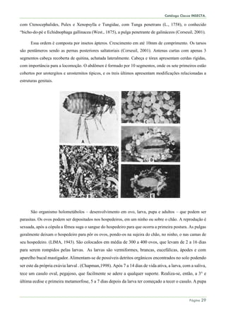 Catálogo Classe INSECTA.
Página 29
com Ctenocephalides, Pulex e Xenopsylla e Tungidae, com Tunga penetrans (L., 1758), o conhecido
“bicho-do-pé e Echidnophaga gallinacea (West., 1875), a pulga penetrante de galináceos (Corseuil, 2001).
Essa ordem é composta por insetos ápteros. Crescimento em até 10mm de comprimento. Os tarsos
são pentâmeros sendo as pernas posteriores saltatoriais (Corseuil, 2001). Antenas curtas com apenas 3
segmentos cabeça recoberta de quitina, achatada lateralmente. Cabeça e tórax apresentam cerdas rígidas,
com importância para a locomoção. O abdômen é formado por 10 segmentos, onde os sete primeiros estão
cobertos por urotergitos e urosternitos típicos, e os treis últimos apresentam modificações relacionadas a
estruturas genitais.
São organismo holometábolos – desenvolvimento em ovo, larva, pupa e adultos – que podem ser
parasitas. Os ovos podem ser depositados nos hospedeiros, em um ninho ou sobre o chão. A reprodução é
sexuada, após a cópula a fêmea suga o sangue do hospedeiro para que ocorra a primeira postura. As pulgas
geralmente deixam o hospedeiro para pôr os ovos, pondo-os na sujeira do chão, no ninho, o nas camas de
seu hospedeiro. (LIMA, 1943). São colocados em média de 300 a 400 ovos, que levam de 2 a 16 dias
para serem rompidos pelas larvas. As larvas são vermiformes, brancas, eucefálicas, ápodes e com
aparelho bucal mastigador. Alimentam-se de possíveis detritos orgânicos encontrados no solo podendo
ser este da própria exúvia larval . (Chapman,1998). Após 7 a 14 dias de vida ativa, a larva, com a saliva,
tece um casulo oval, pegajoso, que facilmente se adere a qualquer suporte. Realiza-se, então, a 3° e
última ecdise e primeira metamorfose, 5 a 7 dias depois da larva ter começado a tecer o casulo. A pupa
 