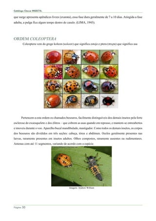 Catálogo Classe INSECTA.
Página 30
que surge apresenta apêndices livres (exarata), essa fase dura geralmente de 7 a 10 dias. Atingida a fase
adulta, a pulga fica algum tempo dentro do casulo. (LIMA, 1943).
ORDEM COLEOPTERA
Coleoptera vem do grego koleon (κολεον) que significa estojo e ptera (πτερα) que significa asa
Pertencem a esta ordem os chamados besouros, facilmente distinguíveis dos demais insetos pela forte
esclerose do exoesqueleto e dos élitros – que cobrem as asas quando em repouso, e mantem-se entreabertos
e imoveis durante o voo. Aparelho bucal mandíbulado, mastigador. Como todos os demais insetos, os corpos
dos besouros são divididos em três seções: cabeça, tórax e abdômen. Ocelos geralmente presentes nas
larvas, raramente presentes em insetos adultos. Olhos compostos, raramente ausentes ou rudimentares.
Antenas com até 11 segmentos, variando de acordo com a espécie.
Imagem: Andrew William
 