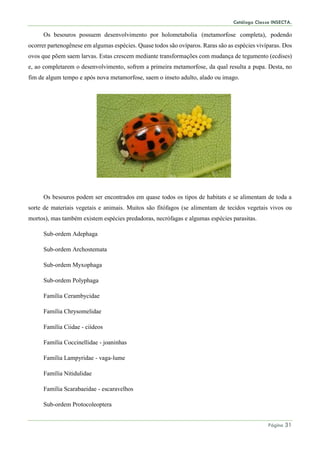 Catálogo Classe INSECTA.
Página 31
Os besouros possuem desenvolvimento por holometabolia (metamorfose completa), podendo
ocorrer partenogênese em algumas espécies. Quase todos são ovíparos. Raras são as espécies vivíparas. Dos
ovos que põem saem larvas. Estas crescem mediante transformações com mudança de tegumento (ecdises)
e, ao completarem o desenvolvimento, sofrem a primeira metamorfose, da qual resulta a pupa. Desta, no
fim de algum tempo e após nova metamorfose, saem o inseto adulto, alado ou imago.
Os besouros podem ser encontrados em quase todos os tipos de habitats e se alimentam de toda a
sorte de materiais vegetais e animais. Muitos são fitófagos (se alimentam de tecidos vegetais vivos ou
mortos), mas também existem espécies predadoras, necrófagas e algumas espécies parasitas.
Sub-ordem Adephaga
Sub-ordem Archostemata
Sub-ordem Myxophaga
Sub-ordem Polyphaga
Família Cerambycidae
Família Chrysomelidae
Família Ciidae - ciídeos
Família Coccinellidae - joaninhas
Família Lampyridae - vaga-lume
Família Nitidulidae
Família Scarabaeidae - escaravelhos
Sub-ordem Protocoleoptera
 