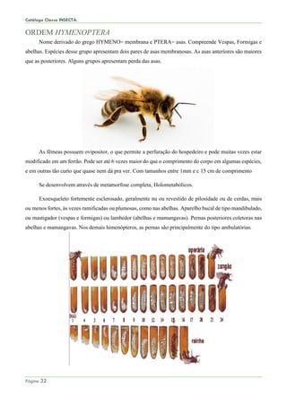 Catálogo Classe INSECTA.
Página 32
ORDEM HYMENOPTERA
Nome derivado do grego HYMENO= membrana e PTERA= asas. Compreende Vespas, Formigas e
abelhas. Espécies desse grupo apresentam dois pares de asas membranosas. As asas anteriores são maiores
que as posteriores. Alguns grupos apresentam perda das asas.
As fêmeas possuem ovipositor, o que permite a perfuração do hospedeiro e pode muitas vezes estar
modificado em um ferrão. Pode ser até 6 vezes maior do que o comprimento do corpo em algumas espécies,
e em outras tão curto que quase nem dá pra ver. Com tamanhos entre 1mm e c 15 cm de comprimento
Se desenvolvem através de metamorfose completa, Holometabólicos.
Exoesqueleto fortemente esclerosado, geralmente nu ou revestido de pilosidade ou de cerdas, mais
ou menos fortes, às vezes ramificadas ou plumosas, como nas abelhas. Aparelho bucal de tipo mandibulado,
ou mastigador (vespas e formigas) ou lambedor (abelhas e mamangavas). Pernas posteriores coletoras nas
abelhas e mamangavas. Nos demais himenópteros, as pernas são principalmente do tipo ambulatórias.
 