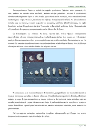 Catálogo Classe INSECTA.
Página 33
Tarsos pentâmeros. Tarsos, na maioria das espécies, pentâmeros. Podem ser alares ou ausentes de
asas, podendo até mesmo serem atrofiadas. Antenas do tipo geniculada. Abdome é distintamente
metamerizado, largamente ligado ao tórax ou a ele ligado através de um pedúnculo, sendo bem desenvolvido
nas formigas e vespas. Os sexos, na maioria das espécies, distinguem-se facilmente. As fêmeas são mais
robustas que os machos, possuem ovipositor ou oviscapto, serriforme (Tenthredinoidea), ou órgão
homólogo: terebra (Himenópteros da série Terebrantia ou Parasitica), acúleo ou ferrão (Himenópteroda
série Aculeata). Frequentemente as antenas do macho diferem das da fêmea.
Os Himenópteros são ovíparos. As larvas crescem após ecdises Quando completamente
desenvolvidas, sofrem a primeira metamorfose, resultando pupas de tipo livre (podem ser evolvidas por
casulos). Com a nova metamorfose, surgem os adultos que são geralmente alados. Reproduzindo-se por via
sexuada. Na maior parte dos hymenopteros o sexo é determinado pela fertilização do ovo: ovos fertilizados
dão origem a fêmeas e ovos não fertilizados dão origem a machos.
A comunicação se dá basicamente através de feromônios, que geralmente são transmitidos durante a
troca de alimentos e secreções, ou durante a limpeza. Para identificar companheiros de ninho, identificar
estágios e castas de seus companheiros e mesmo proteger-se de insetos de outras colônias, usam as
substâncias químicas de contato. O odor característico de cada colônia envolve tanto fatores genéticos
quanto do ambiente. Hymenópteros são seres sociais, na maioria das vezes trabalham juntos para realizar
grandes tarefas.
Os hymenópteros apresentam metamorfose completa e são dominados por fêmeas, e os jovens
(imaturos) realizam a maior parte do trabalho da colônia.
 