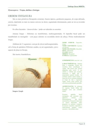 Catálogo Classe INSECTA.
Página 5
Hymenoptera – Vespas, abelhas e formigas
ORDEM THYSANURA
São os mais primitivos Hexapodos existentes. Insetos ápteros, geralmente pequenos, de corpo delicado,
estreito, deprimido ou mais ou menos convexo no dorso, segmentado distintamente, pode ser nú ou revestido
por escamas.
Os olhos facetados – desenvolvidos – poder ser reduzidos ou ausentes.
Antenas longas – filiformes ou moniliformes, multissegmentadas. O Aparelho bucal pode ser
mandibulado ou mastigador – com peças salientes ou escondidas dentro da cabeça. Pernas moderadamente
longas.
Abdômen de 11 segmentos- com par de cércos multissegmentados,
sob a forma de apêndices filiformes caudais, ou uni segmentados, com o
aspecto de pinça ou fórceps.
São insetos Ametabólicos.
Imagem: Google
NOME COMUM: Traça-dos-
livros.
NOME CIENTÍFICO: Lepisma
saccharina
NOME EM INGLÊS: Silverfish
FILO: Arthropoda
CLASSE: Insecta
ORDEM: Thysanura
FAMÍLIA: Lepismatidae
COMPRIMENTO: cerca de 1 cm
CARACTERÍSTICAS: Antenas
finas e compridas. Possui três
membros finos semelhantes a
caudas. Não possui asas. Pernas
adaptadas para correr. O seu
coberto é coberto por escamas,
minúsculo e frágil, que se
desprendem quando tocadas. Ao
contrário muitos outros insetos, a
traça-dos-livros continua mudando
ao longo da vida e regeneram
órgãos assim como pernas que
estiveram acidentalmente perdidas.
ALIMENTAÇÃO: Se alimenta
de vegetais, desde folhas até
qualquer coisa que contenha
amido.
Possuem aparelho bucal
mastigador, não possuem asas
(ápteros), animais com
Hemimetabolia – não fazem
metamorfose. Possuem Corpo mais
ou menos deprimido, olhos
pequenos ou ausentes, composto
de poucos omatidios separados e
relativamente grandes; ocelos
ausentes, e não podem saltar.
 