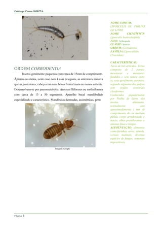 Catálogo Classe INSECTA.
Página 6
ORDEM CORRODENTIA
Insetos geralmente pequenos com cerca de 15mm de comprimento.
Ápteros ou alados, neste caso com 4 asas desiguais, as anteriores maiores
que as posteriores; cabeça com uma bossa frontal mais ou menos saliente.
Desenvolvem-se por paurometabolia. Antenas filiformes ou moliniformes
com cerca de 13 a 50 segmentos. Aparelho bucal mandíbulado
especializado e característico. Mandíbulas denteadas, assimétricas, perto
Imagem: Google
NOME COMUM:
LIPOSCELIS OU PIOLHO
DE LIVRO.
NOME CIENTÍFICO:
Liposcelis bostrychophila
FILO: Arthropoda
CLASSE: Insecta
ORDEM: Corrodentia
FAMILIA: Liposcelidae
(Troctidae)
CARACTERISTICAS:
Tarso de três artículos. Torax
composto de 2 partes;
mesotorax e metatorax
fundidos e sem sutura entre
si; asas geralmente ausentes;
segundo segmento dos palpos
sem órgãos sensoriais
claviformes.
Conhecidos popularmente
por Piolho de Livro, são
insetos diminutos,
normalmente com
aproximadamente 1 mm de
comprimento, de cor marrom
pálida, corpo arredondado e
macio, olhos protuberantes e
antenas finas e longas.
ALIMENTAÇÃO: alimentos
como farinhas, arroz, sêmola,
cereais matinais, diversas
espécies de fungos, sementes
imprestáveis.
 